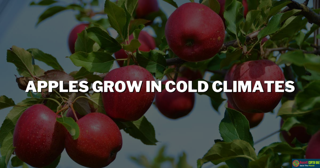 Why Do Apples Grow In Cold Climates? 4 Authentic Reasons - Boycott Cop28