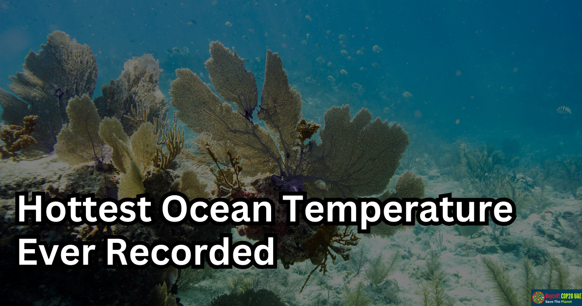 Hottest Ocean Temperature Ever Recorded Sends Climate Alarms